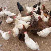 مرغ و خروس و اردک مسکویی..سانن|حیوانات مزرعه|مشهد, چهاربرج|دیوار