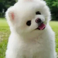 واگذاری قبول میکنم|سگ|فردیس, شهرک شهید حسینی|دیوار