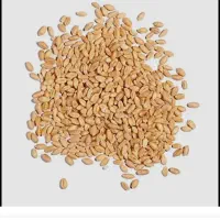 بذر گندم آراز