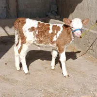 گوساله ماده سیمینتال شرابی جنس اصیل|حیوانات مزرعه|گنبد کاووس, |دیوار