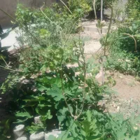 تعدادی گل یاس سفید|گل و گیاه طبیعی|فسا, |دیوار