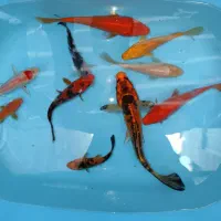 ماهی کوی|ماهی|تهران, شهرک ولیعصر شمالی|دیوار