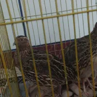 یک جفت بلدرچین تخمگذار