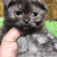 اسکاتیش قهوای