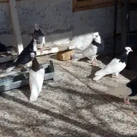 جفت امری با چپ با چند جفت طوقی خوشکل عروسک