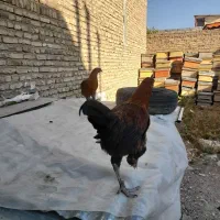 خروس|حیوانات مزرعه|اهر, |دیوار