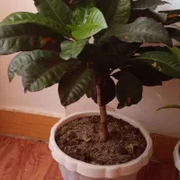 گل طبیعی|گل و گیاه طبیعی|شاهین دژ, |دیوار