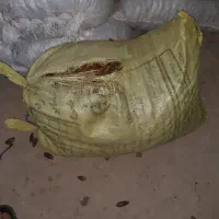 بلوط|خوردنی و آشامیدنی|اندیمشک, |دیوار