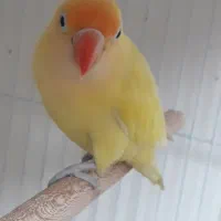 کوتوله نژاد دار|پرنده|مشهد, قائم|دیوار