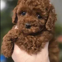 پودل عروسکی ، توی پودل