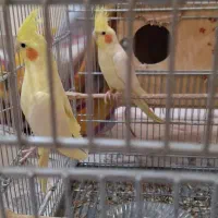 عروس هلندی جوجه و بالغ