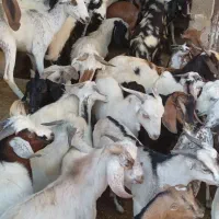 کهره نر و بز با قصابی خود بندرعباس|حیوانات مزرعه|بندرعباس, |دیوار