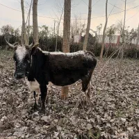 گاو اث باورزکوله اث تر