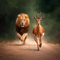 پراید بی رنگ مدل ۸۷