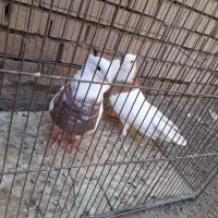 جفت کفتر طوقی|پرنده|رفسنجان, |دیوار