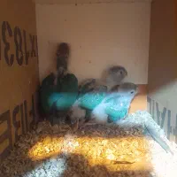 جوجه گرینجیک یلوساید وپاین اپل وعروس