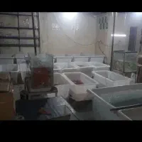 ماهی عید|ماهی|بم, |دیوار