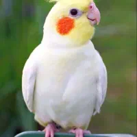 عروس هلندی نر نیمه دستی