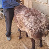 قوچ همو|حیوانات مزرعه|چاپشلو, |دیوار