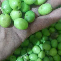 زیتون|خوردنی و آشامیدنی|رشت, منظریه|دیوار