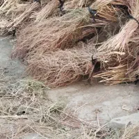 جارو محلی