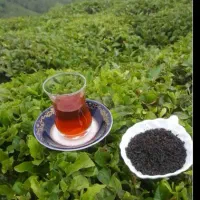 باغ-چای-و-پرتقال-و-نارنج-در-گیلان-شهر-رحیم-اباد