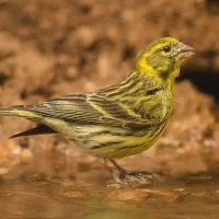 جویای اطلاعات|فعالیت داوطلبانه|شیراز, گویم|دیوار