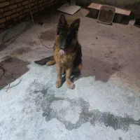 سگ ژرمن اصل اصل|سگ|آبادان, |دیوار