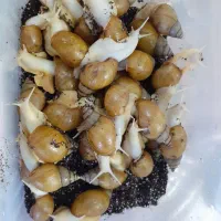 حلزون ۲۸ عدد