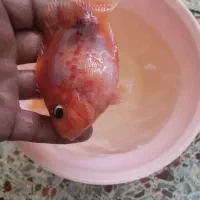 ماهی پرت|ماهی|شوشتر, |دیوار