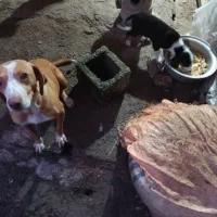 بچه سگ همراه مادر