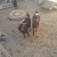 بزغاله پاکستانی ۲عدد فروشی