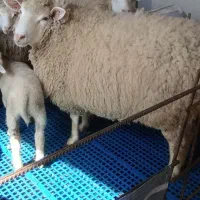 میش دوقلوزا نژاد رومن