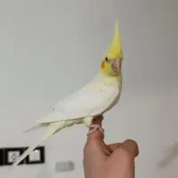 جوجه طوطی