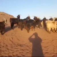 بز و بزغاله|حیوانات مزرعه|قنوات, |دیوار