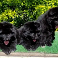 سگ ژرمن بلک