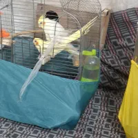 عروس هلندی با جوجه