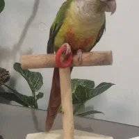 پرنده طوطی گرینچیک نر با قفس غذا و لوازم