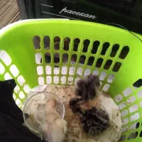 جوجه بوقلمون