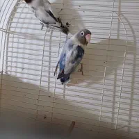 طوطی برزیلی وعروس