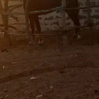 شوش|اسب و تجهیزات اسب‌سواری|شوش, |دیوار