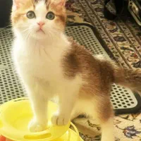 بچه گربه چینچیلای گلد