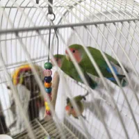 ۳عدد طوطی برزیلی