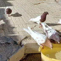کبوترکله سرخ وطوقی|پرنده|اصفهان, بهارستان|دیوار