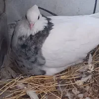 طوق|پرنده|گناباد, |دیوار