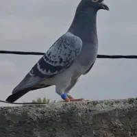 جفت نر و ماده زرهی مسافتی