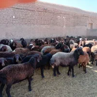 بره نر پروار|حیوانات مزرعه|باشتین, |دیوار