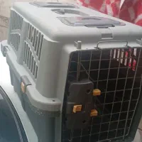 جایه گربه و سگ