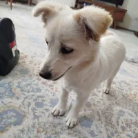 از نژاد شپیتز و پامر|سگ|مشهد, الهیه|دیوار