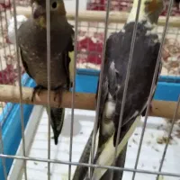 جوجه عروس هلندی|پرنده|محمدشهر, شهرک پیام (مهرالبرز)|دیوار